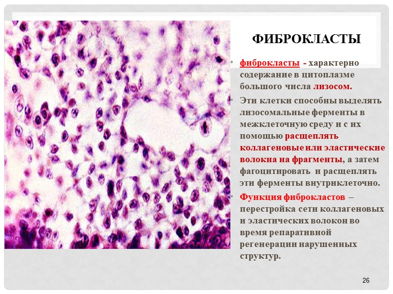 Фиброкласты  фиброкласты - характерно содержание в цитоплазме большого числа лизосом.  Эти клетки